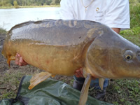A close up of Sean's 16 lb 4 oz Mirror caught during Session 3 of Wild Carp Club