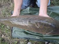 Sean Lehrer's Mirror was almost a Leather save for the single row of scales flanking the fish's dorsal fin
